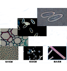 BI-23 雙目生物顯微鏡