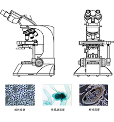 BI-25 雙目生物顯微鏡
